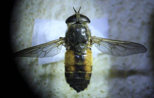 Hybomitra distinguenda